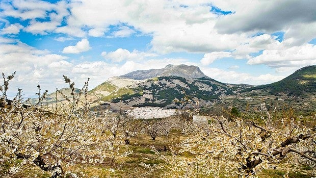 Un pueblo de Jaén convierte la floración del cerezo en atractivo turístico