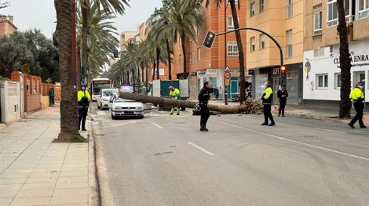 Imagen de la palmera sobre un automóvil y una motocileta