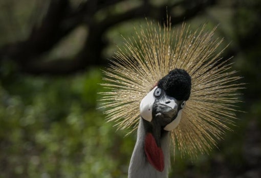 Primer plano de un ave en la reserva de la Cañada de los Pájaros en Puebla del Río, Sevilla