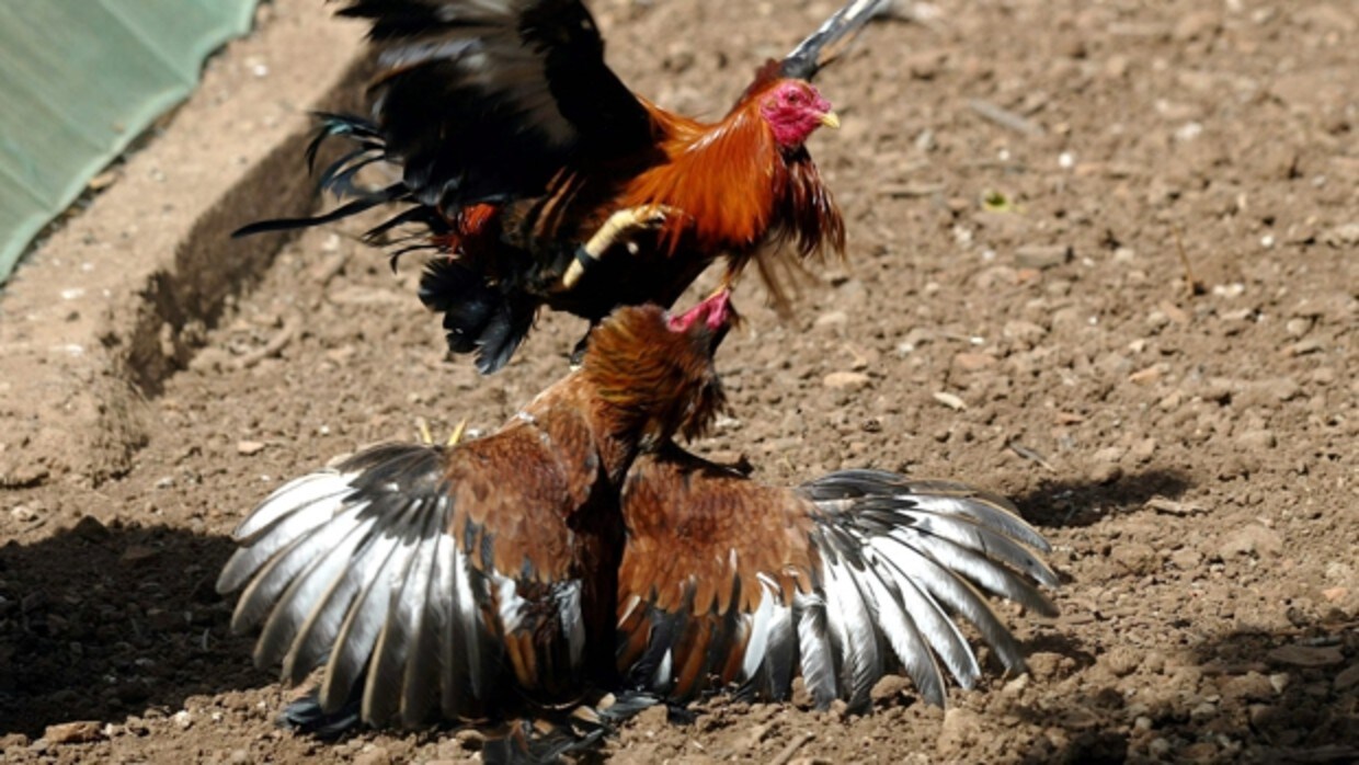 Desarticulan reñideros ilegales de gallos de pelea en las provincias de  Córdoba y Jaén