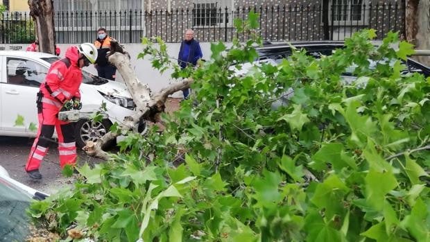 Viento en Córdoba | Los bomberos actúan en la calle El Nogal tras la caída de un árbol de grandes dimensiones