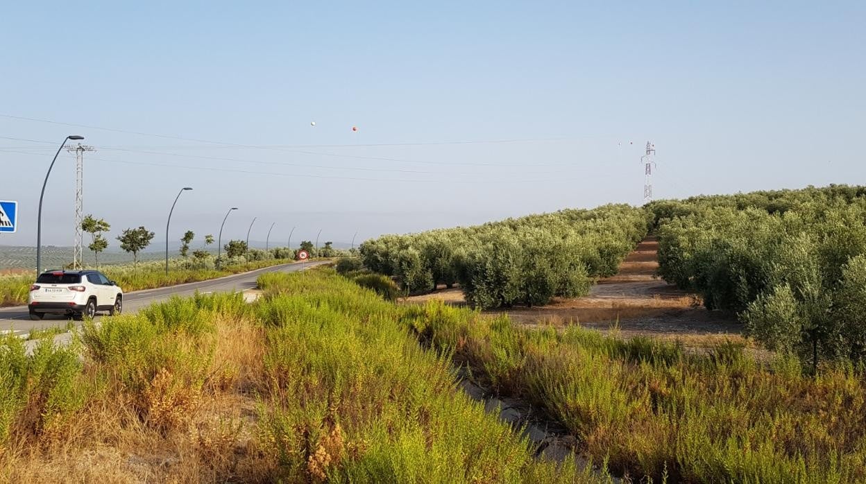 Terrenos donde se construirá el futuro hospital de Lucena