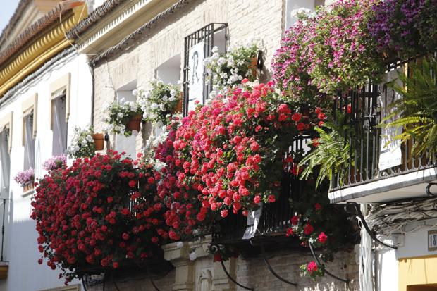 Patios de Córdoba 2022 | Rejas y balcones, cuando el color y las flores esperan en la calle