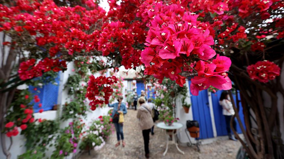 (Video) Patios de Córdoba, la auténtica fiesta de los sentidos