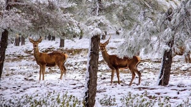 La muerte de ciervos en la Sierra de Baza se produjo por una congestión pulmonar