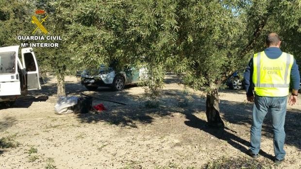 Dos detenidos y 18 investigados por el robo de aceituna en Montilla