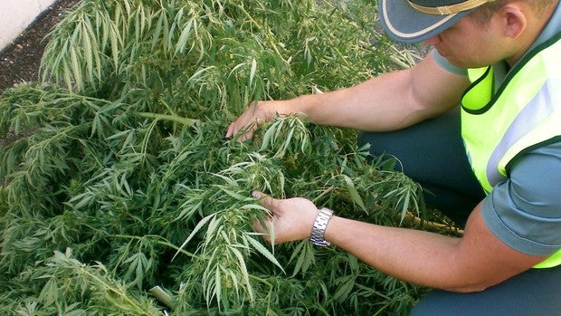 La Policía Local decomisa la planta de cannabis que un peatón llevaba por el Centro de Córdoba