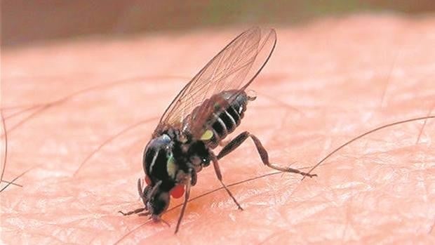 Alertan del peligro que constituye la presencia de la mosca negra en Andalucía