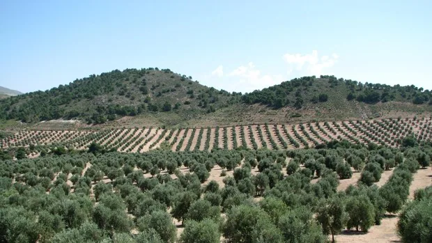 La Junta de Andalucía prevé más sequía para doce comarcas andaluzas