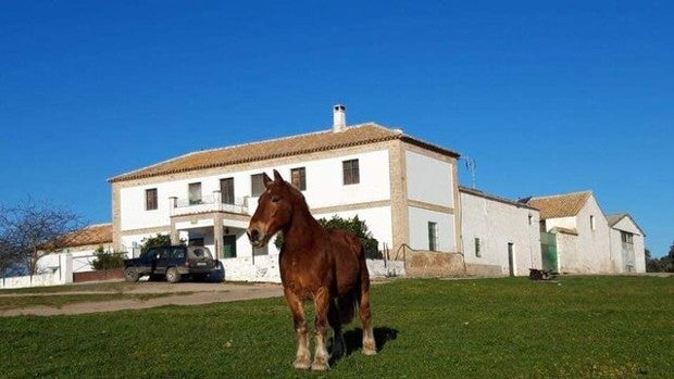 Así es la espectacular dehesa que se vende en Jaén por más de 8 millones de euros