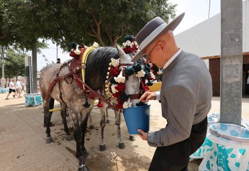 Un cochero le da agua a un caballo