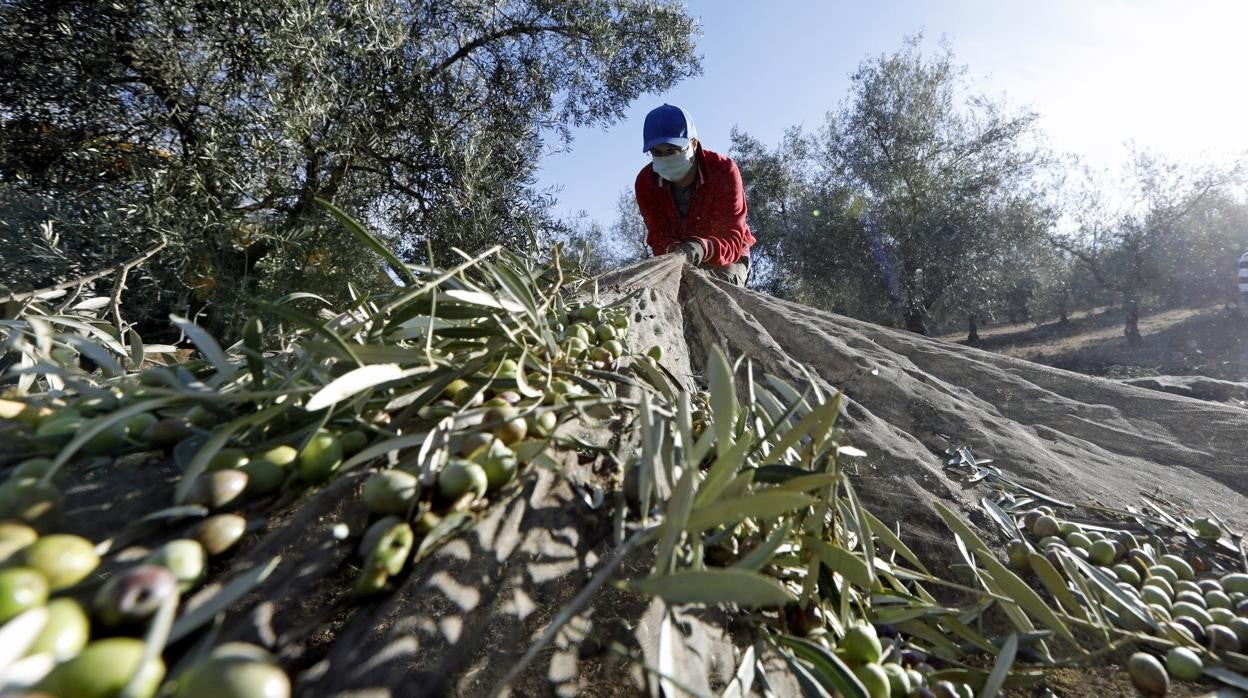 Trabajo de recogida de la aceituna en una explotación agrícola de Montilla