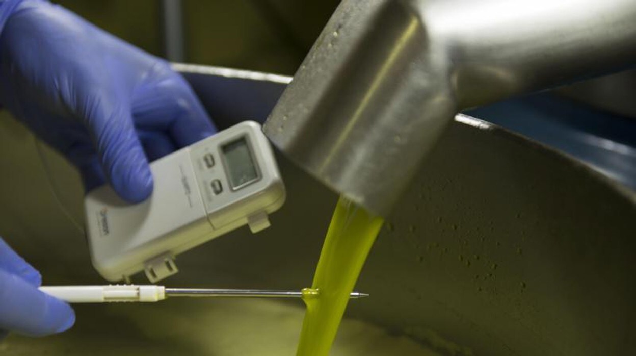 Un trabajador toma la temperatura durante la elaboración del aceite de oliva virgen extra que no debe superar los 25 grados, extraído del fruto recolectado en el momento idóneo para obtener el llamado aceite temprano, verde o premium