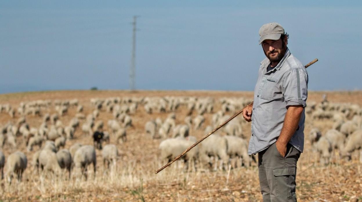 El ganadero Felipe Molina junto a sus ovejas en el término muncipal de Córdoba