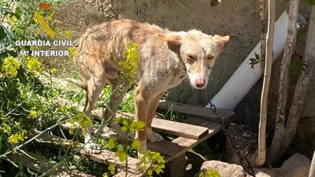 Tres investigados en Granada por maltrato animal a nueve perros