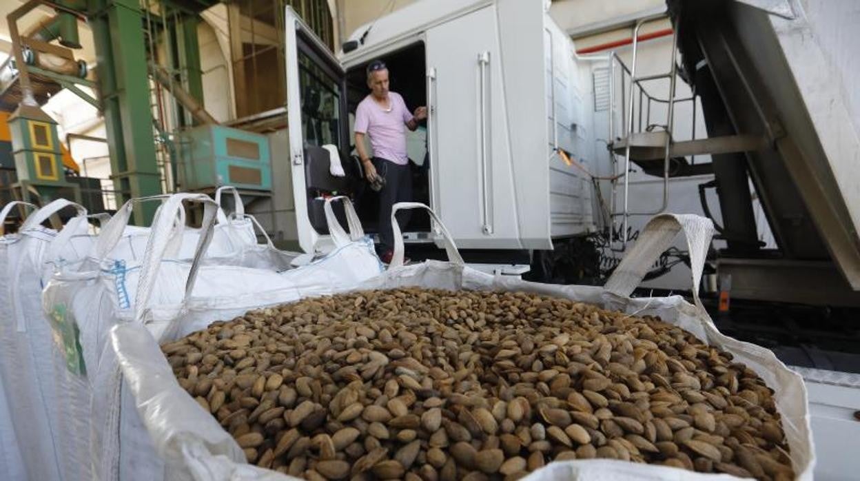 Recolección de la almendra en la campiña cordobesa