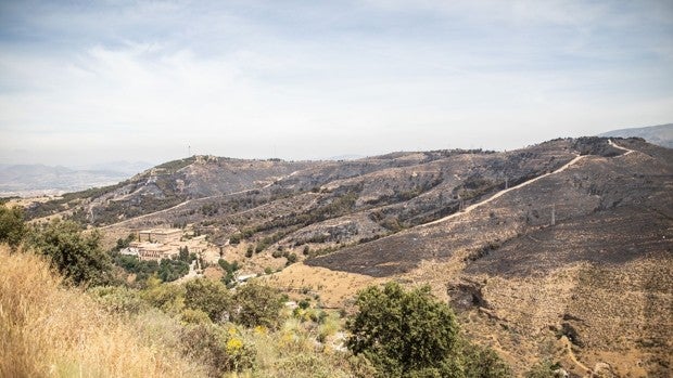 Sesenta mil árboles para reforestar tras la tragedia: la estrategia de Granada para recuperar las 170 hectáreas calcinadas por el incendio