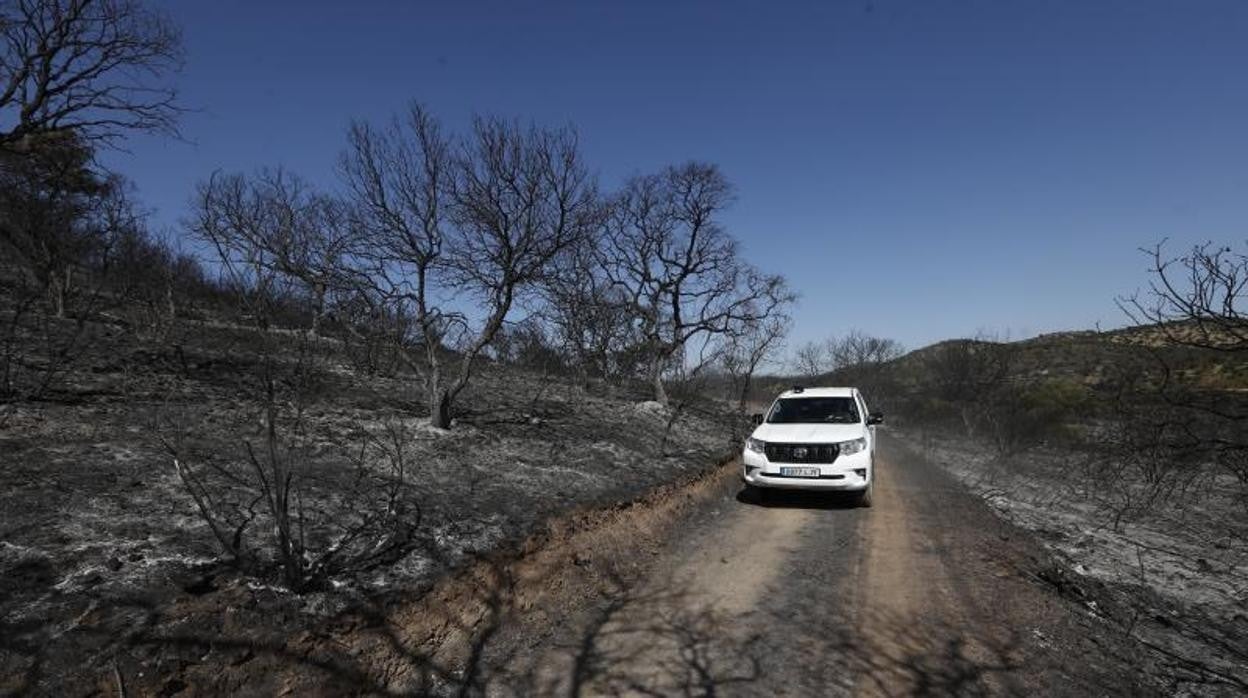 Operativos del Infoca transitan por un bosque arrasado por el fuego en Villaharta el pasado 18 de agosto de 2021