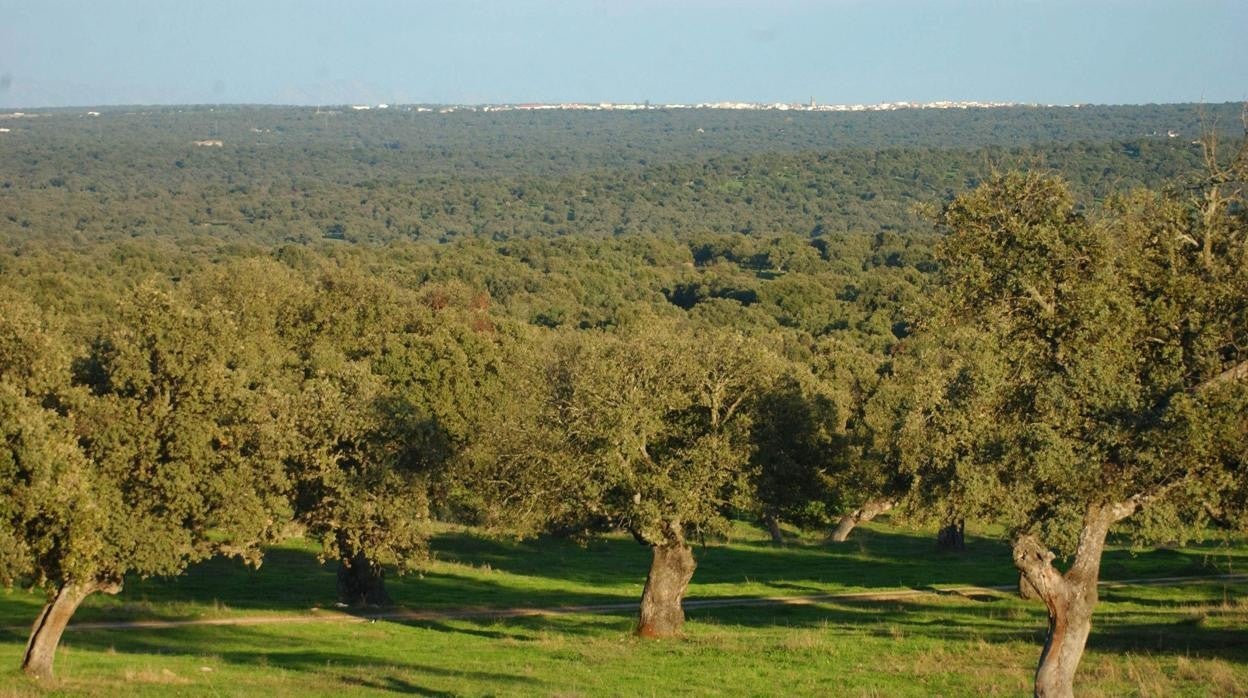 Dehesa de Los Pecroches en Córdoba