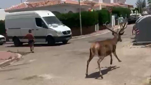 Dos ciervos provocan la alarma por las calles de Matalascañas