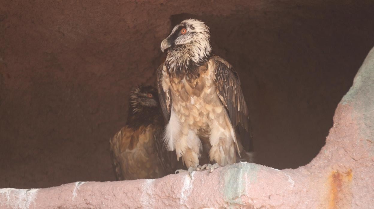 Ejemplates de quebrantahuesos en el Zoo de Córdoba