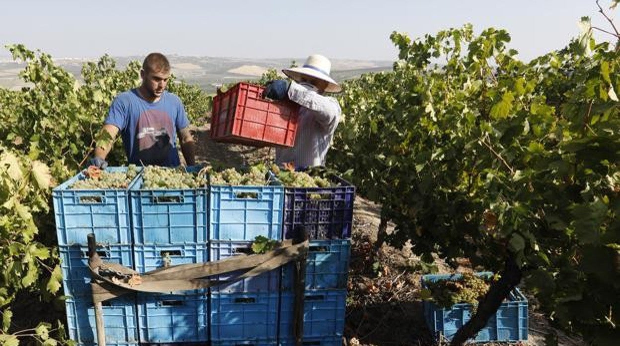 Dos trabajadores recogen uva durante la vendimia en el marco Montilla-Moriles