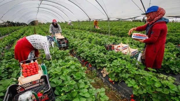 Quedan por retornar a Marruecos 7.067 de las 11.000 trabajadoras que llegaron a Huelva para los frutos rojos