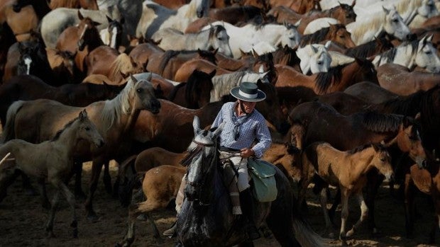 Saca de las Yeguas: regresa el galope único de una centenaria tradición