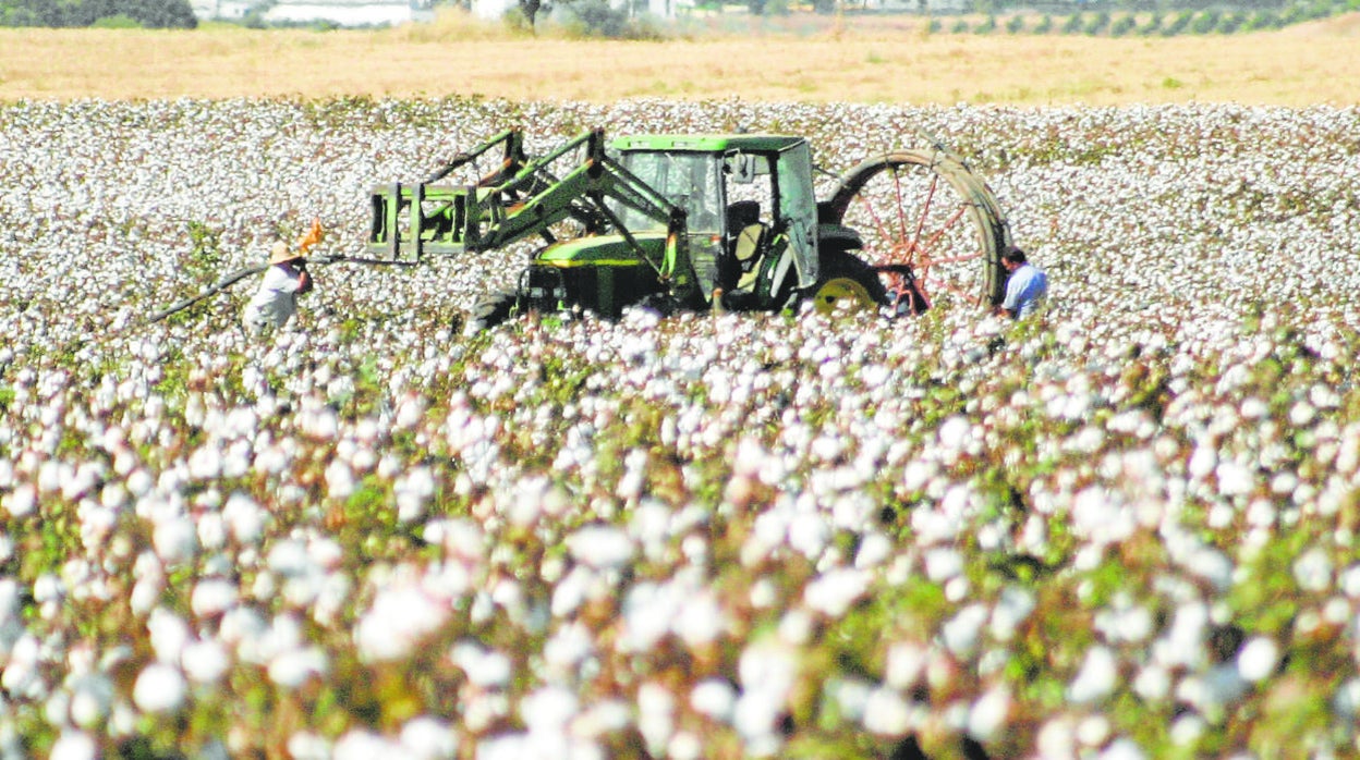 Cultivo de algodón en Córdoba