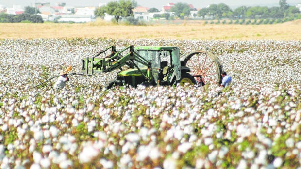 Eurosemillas planta 400 hectáreas de algodón en Córdoba y Sevilla con trazabilidad total