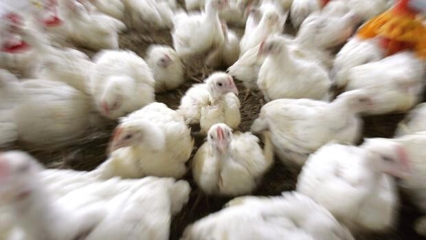 Aguirre descarta alarmas por el foco de virus de Newcastle en una granja de pollos en Andalucía