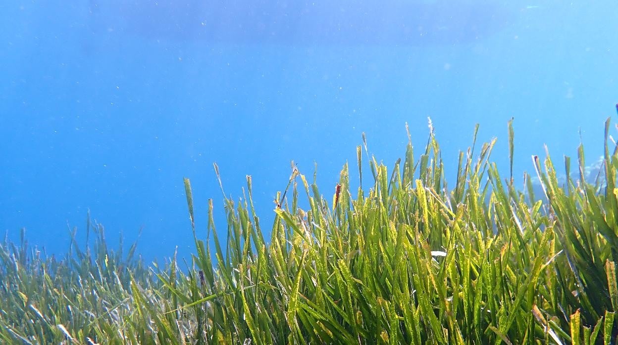 Pradera de posidonia.