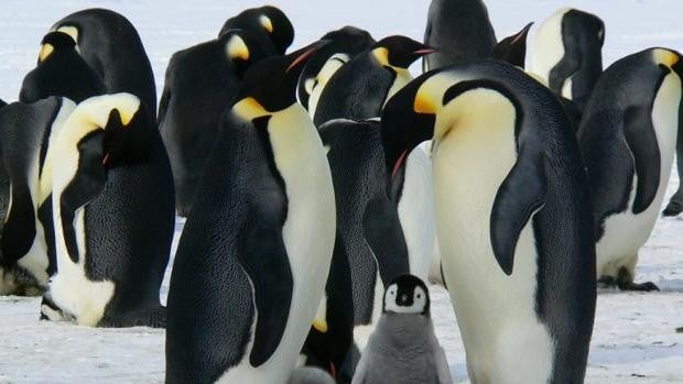 Los microplásticos han llegado a los pingüinos de la Antártida