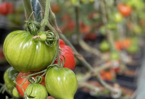 Tomates en un invernadero almeriense.