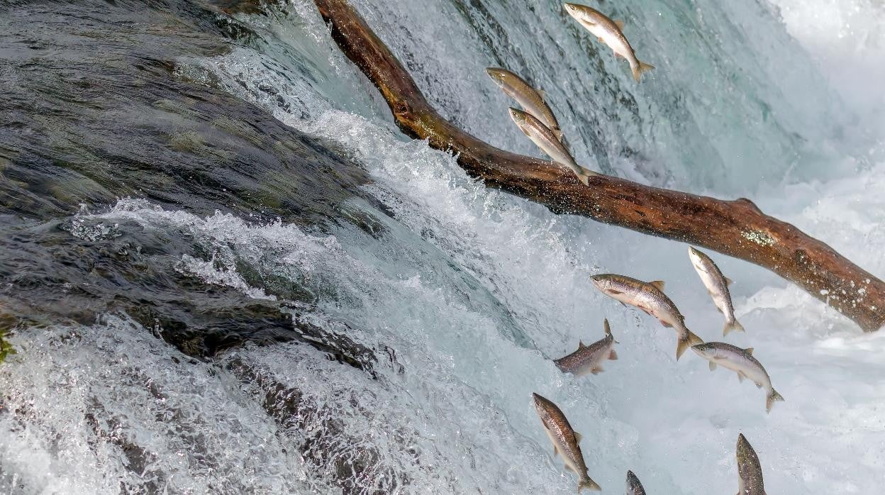 Salmón remonta río.