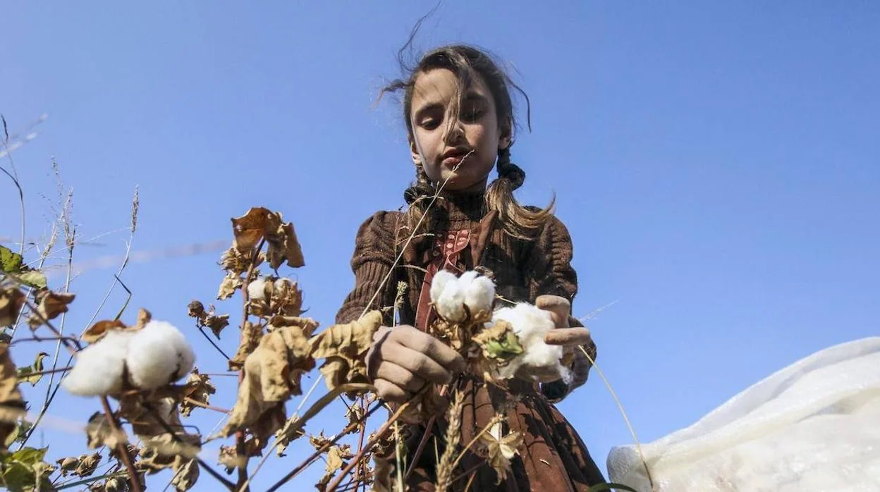 Una niña recoge algodón en una plantación de Afganistán.