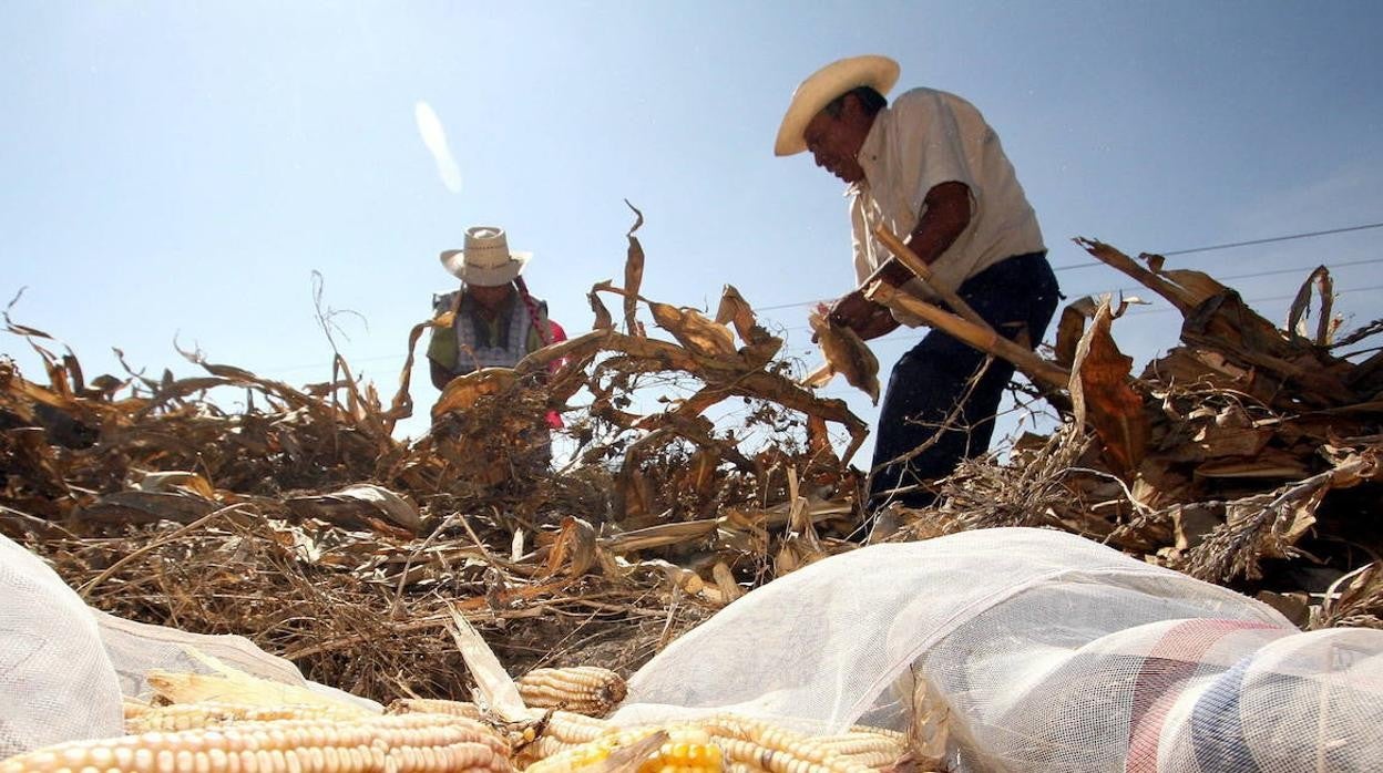 El estudio analiza los 'graneros' de maíz del mundo.