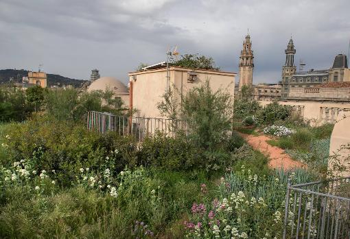 La idea no es poner un jardín, es crear un ecosistema para que la naturaleza crezca y se expanda, como muestra la foto de la cubierta de la Casa Xifrè una vez que ha pasado el tiempo desde su reforma.