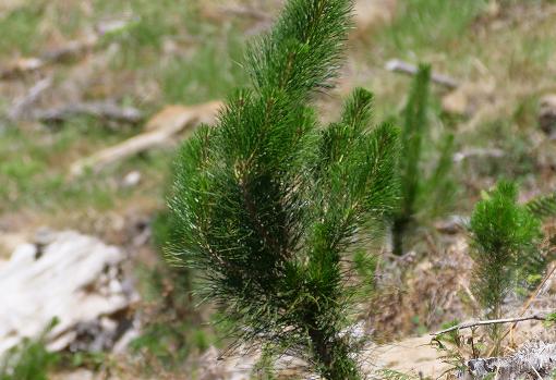 Ejemplar de Pinus radiata reforestado.