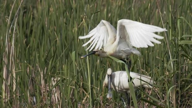 La espátula vuelve a la laguna de Palos 60 años después