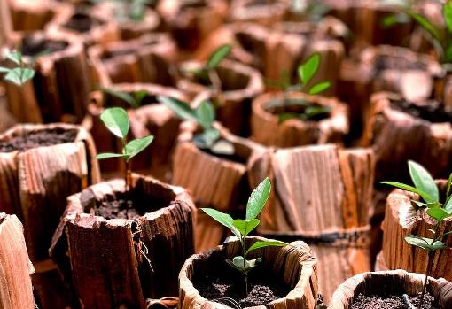 Las macetas biodegradables como alternativa al plástico.