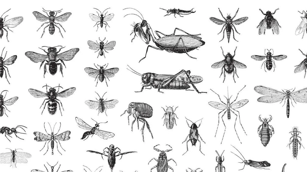 ¿Qué mata a los insectos?