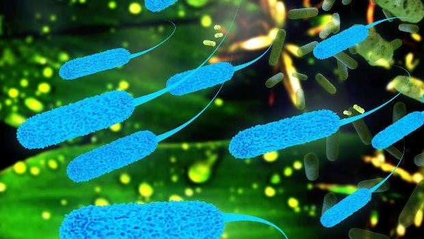 Las 'superbacterias' matan más en un año que la covid en toda la pandemia