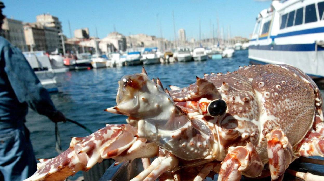 Marisco expuesto en el famoso mercado de Marsella.