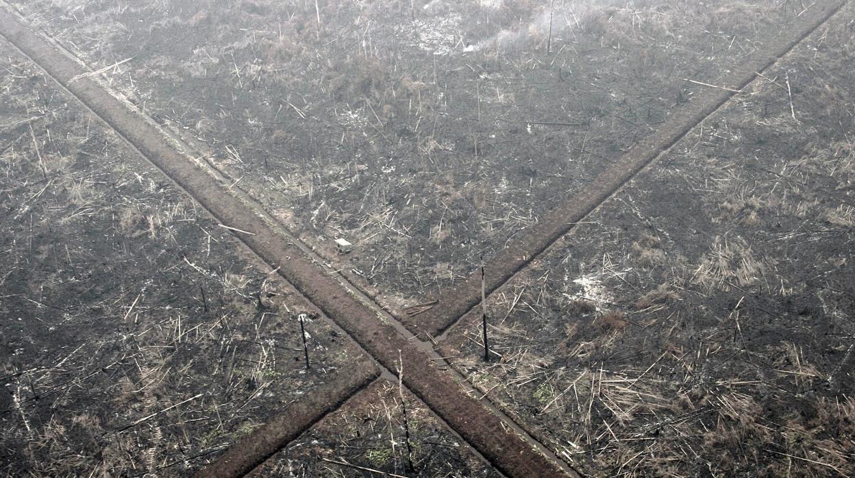Deforestación de un bosque de Indonesia, país junto con Brasil y Congo donde más se da este fenómeno que exacerba el cambio climático.