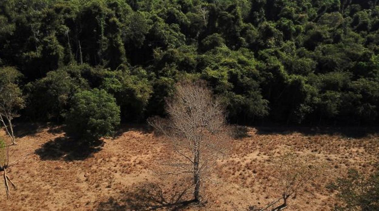 Científicos de la Universidad Estatal de Mato Grosso identifican indicios de cambio climático en la frontera entre la Amazonia y el Cerrado.