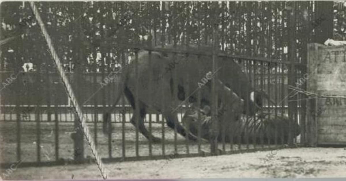 La bárbara lucha entre un toro y un tigre que provocó un estampida en San  Sebastián - Archivo ABC