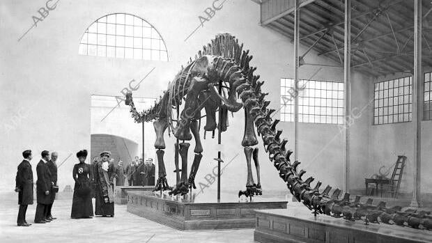 Madrid, 02/12/1913. En el Museo de Historia Natural. S.M. la Reina doña María Cristina (x), acompañada de S.A. la Infanta Beatriz, inauguraron la exhibición de la reproducción del esqueleto de Diplodocus Carnegii, réplica del esqueleto conocido como Dippy, que se encuentra en el Carnegie Museum of Natural History de Pittsburgh.