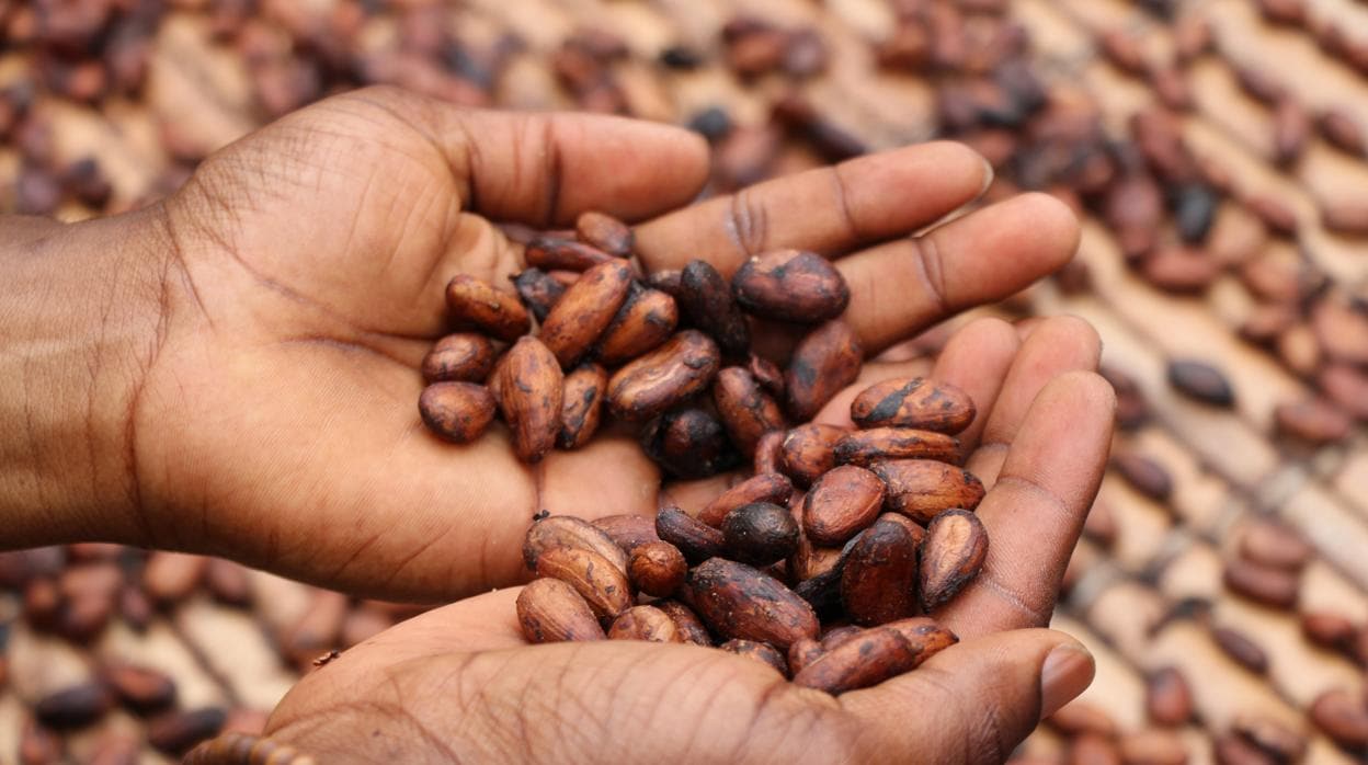 Cacao: el rico alimento que ayuda a frenar el envejecimiento de tus células