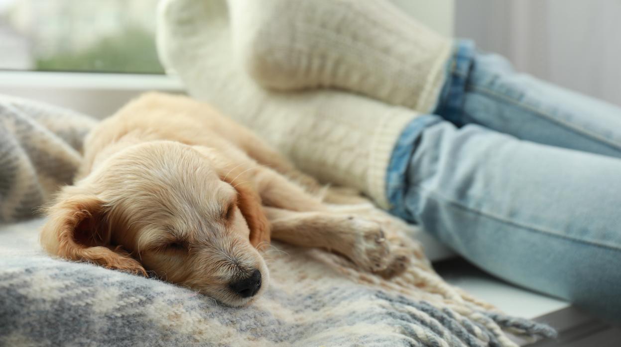 Nuestra relación con las mascotas tiene dos pilares: la sensación de compañia y el apoyo emocional